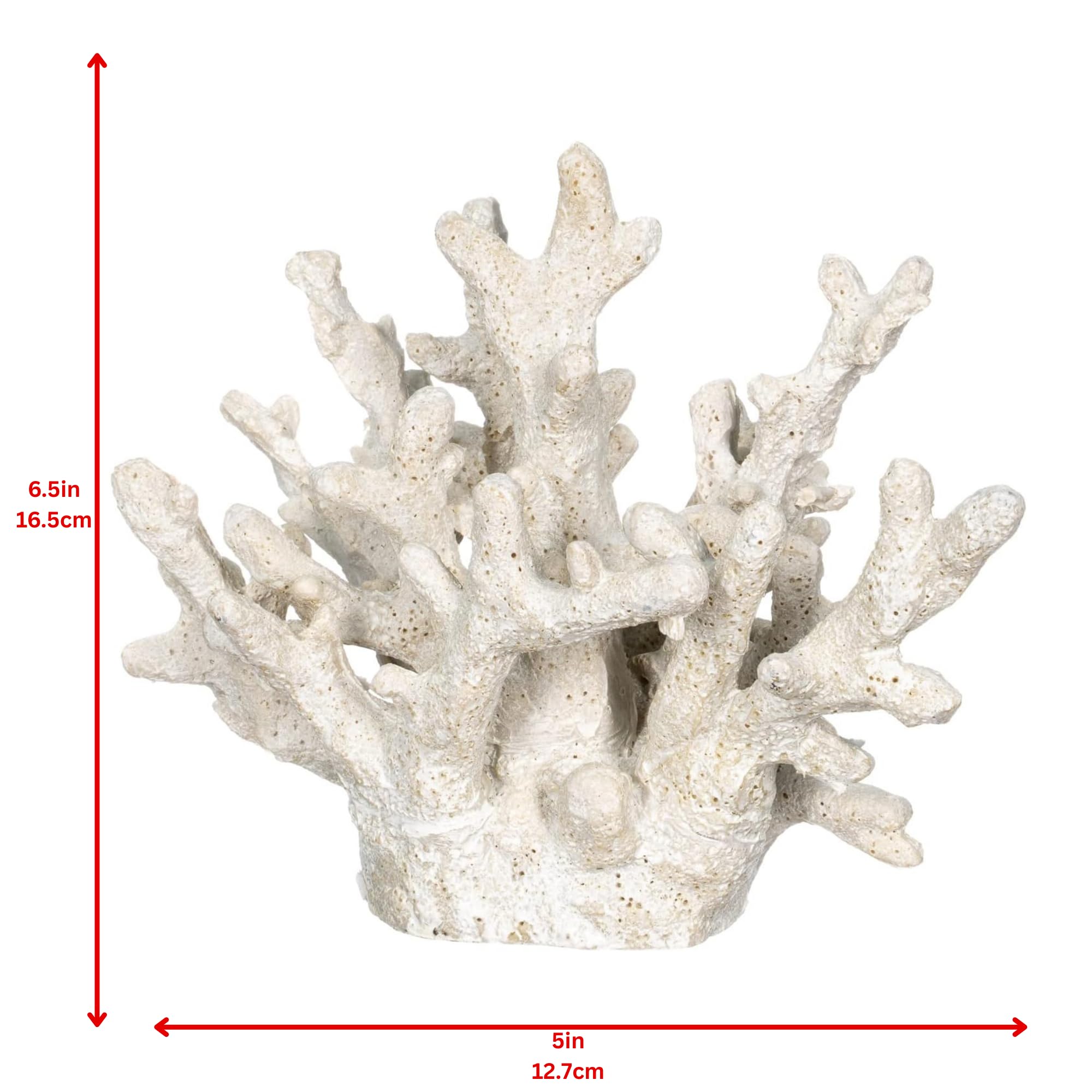 Amazon.com: White Coral Decor - Coral Reef Decor (6.5inx5inx5.5in